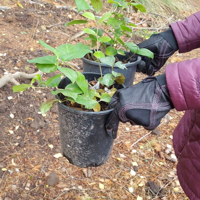 Weedies Gardening Gloves for Women